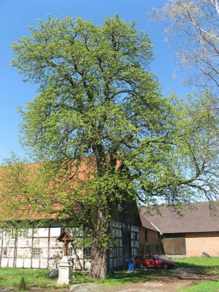 Bild 2 von 1 Kastanie